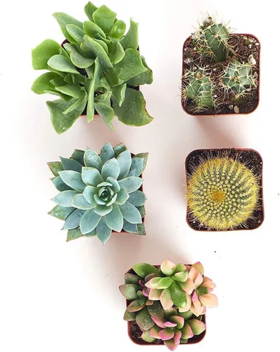 Miniatura 3 de Shop Succulents Plantas suculentas y mini cactus vivos premium en macetas de 2 pulgadas, jardinería fácil para interiores o exteriores, terrarios