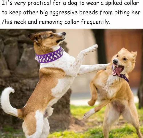 Miniatura 3 de TEEMERRYCA - Collares ajustables de piel sintética con tachuelas para perros, con pelota chillona de regalo, para mascotas pequeñas, medianas