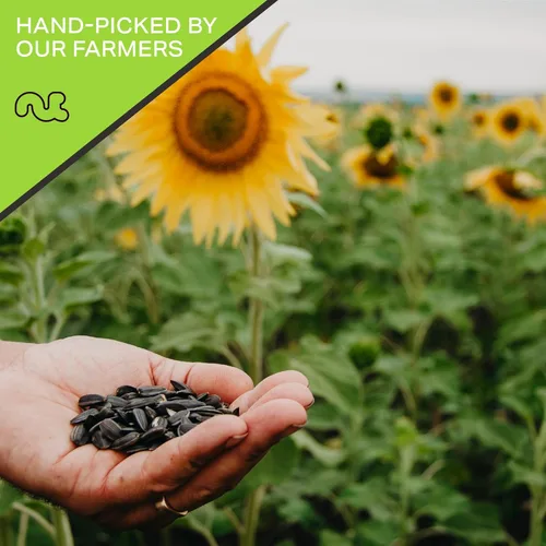 Miniatura 4 de NUT CRAVINGS - Granos de semillas de girasol crudas para comer, sin sal, sin cáscara, (16 onzas - 1 libra) empaquetadas frescas en bolsa resellable