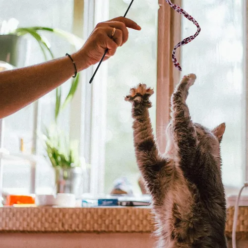 Miniatura 3 de Sumind 3 piezas de varita de gato de la selva para gato, teaser encantador, juguetes interactivos divertidos varita gatito juguete, 3 estilos
