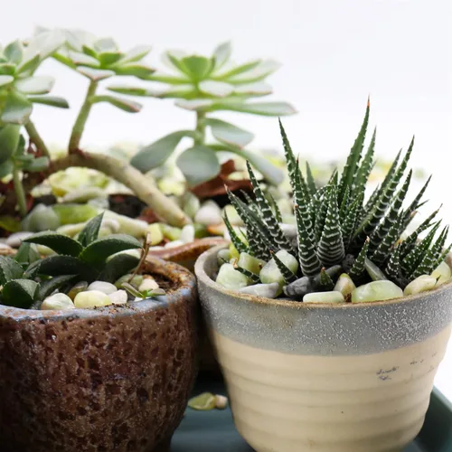 Miniatura 8 de Piedras para plantas. Piedras pulidas decorativas de jade verde. 3/8 pulgadas - 10 libras para plantas, jardín, paisajismo, manualidades, JADE VERDE