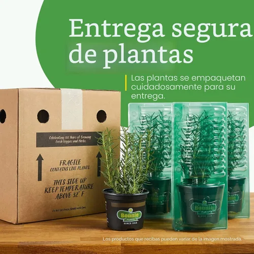 Miniatura 9 de Bonnie Plants Planta aromática comestible de hierbas aromáticas de romero vivo, paquete de 4, perenne en las zonas 8 a 10, ideal para cocinar y asar