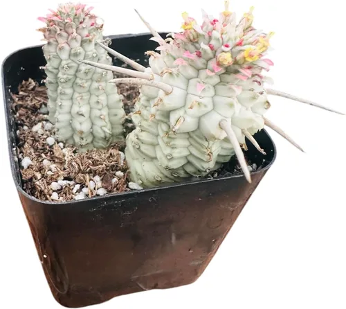 Miniatura 10 de Plantas de cactus suculentas vivas de USKC (maceta de 2 pulgadas) (Adromischus Maculatus)