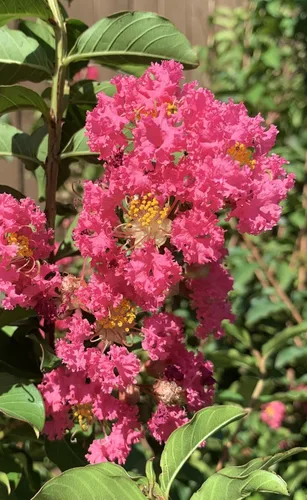 Tuscarora Crepe Myrtle Trees - Flores rosadas - Contenedores de cuarto de galón - Sistema de raíces fibrosas - Cultivado por Crape Myrtle Guy -