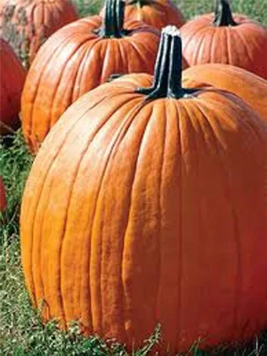 Calabaza, semillas de calabaza Big Max, reliquia, sin OMG, 50 semillas, calabazas gigantes