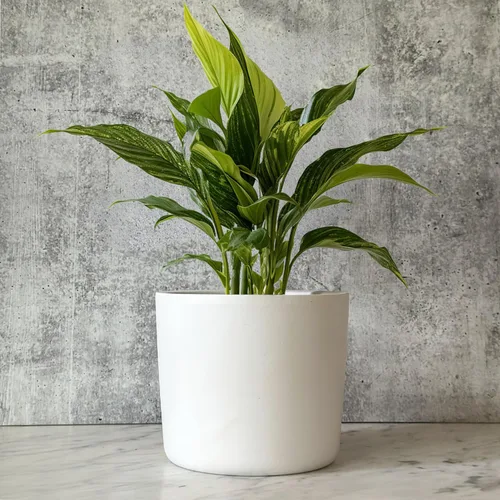 Miniatura 8 de Willowy Maceta de Cerámica Negra de 6 Pulgadas - Macetas de Cerámica Negra de 6 Pulgadas para Plantas como Aloe, Planta de Goma Bebé, Jade, Planta