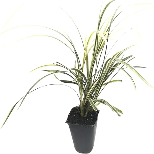 Hierba azteca - 3 plantas vivas - Liriope Ophiopogon Intermedius Argenteomarginatus Evergreen Cubierta del suelo