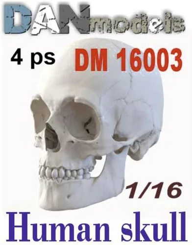Miniatura 2 de DAN MODELS 16003 - 1/16 Cráneos humanos. 4 cosas, kit de modelo de plástico a escala