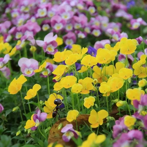 Miniatura 5 de Más de 200 semillas de pensamiento para plantar, semillas de flor de viola perenne de colores mixtos, semillas de pensamiento sin OMG para jardín