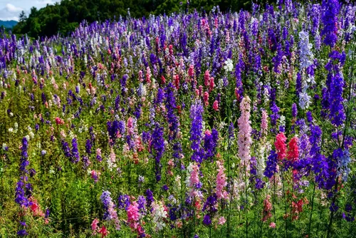 Miniatura 4 de Delphinium Giant Imperial Larkspur 300 Seeds (Delphinium consolida) reliquia - Polinizado abierto