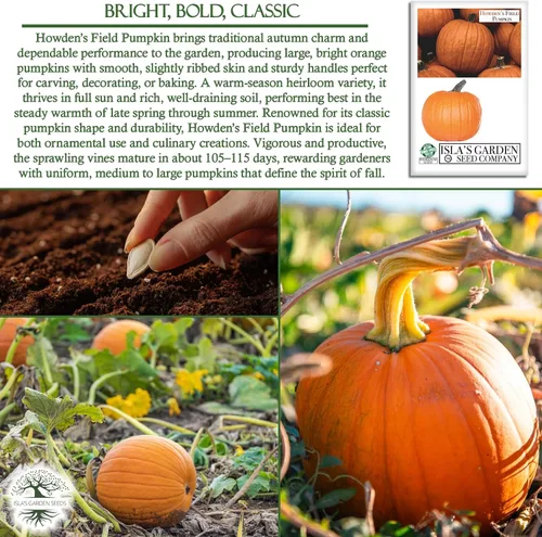 Miniatura 5 de Howden - Semillas de calabaza de campo para plantar, más de 20 semillas tradicionales por paquete, semillas de jardín de Isla