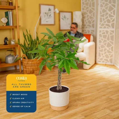 Miniatura 5 de Costa Farms Árbol del Dinero, planta viva en maceta decorativa, purificadora de aire, planta de interior grande, perfecta para decoración del hogar