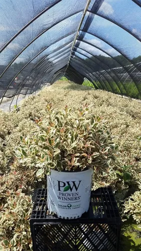 Miniatura 3 de Ganadores probados - Weigela florida My Monet (Weigela) Arbusto, flores rosas, #2 - Tamaño Contenedor