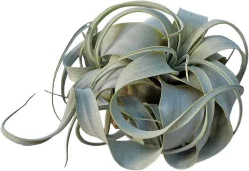 Tillandsia Air Plant Xerographica - Planta de interior exótica grande - Garantía de 30 días (pequeña)