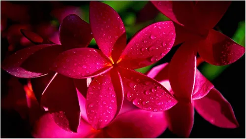 Miniatura 2 de 4 Pk Hawaiian Red Plumeria Frangipani Planta de esquejes - Descuento Hawaiiangifts