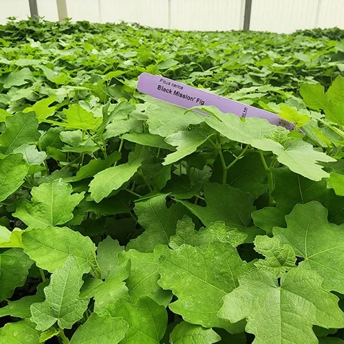 Miniatura 3 de Higuera Black Mission Viva en Venta (Paquete de 4) Plantas Fáciles de Cultivar Planta de Fruta Comestible para Vida Sostenible Cultiva tu