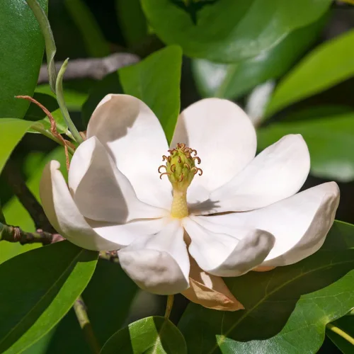 Miniatura 3 de Sweetbay Árbol de magnolia, flores blancas fragantes en maceta de 1 galón, ideal para jardines pequeños Arbor Day Foundation