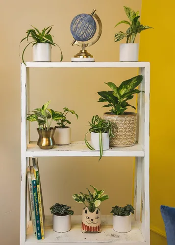Miniatura 4 de Plants for Pets Plantas de interior fáciles de cultivar (paquete de 12) y plantas suculentas vivas Altman (paquete de 20) - Plantas