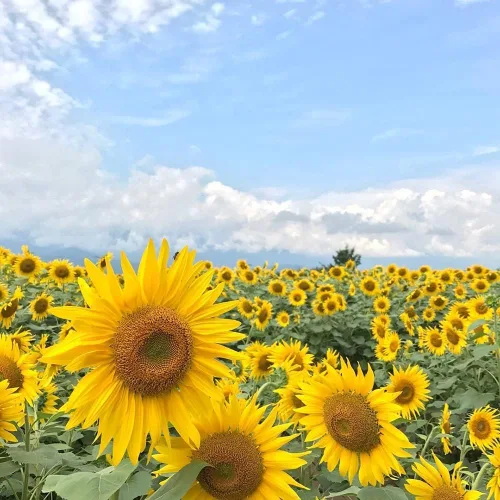 Miniatura 6 de Más de 500 semillas de girasol mixtas para plantar (más de 17 variedades, mezcla loca), interior y exterior, paquete a granel, reliquia, sin OMG