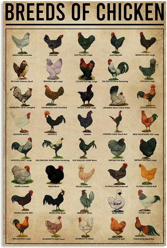 Eeypy Póster de razas de pollos, arte de pared, decoración del hogar, letreros de metal vintage, placa de cafetería, pintura de hierro, advertencia,