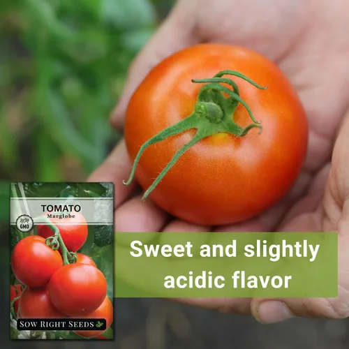 Miniatura 5 de Sow Right Seeds - Semillas de tomate Marglobe para plantar - Paquete de reliquia sin OMG con instrucciones para plantar y cultivar un huerto casero