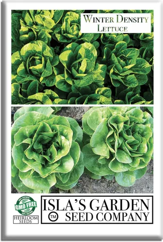 Semillas de lechuga de densidad invernal para plantar, más de 1000 semillas tradicionales por paquete, semillas de jardín de Isla (semillas de