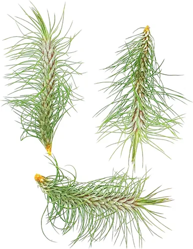 Miniatura 46 de ragnaroc Planta de Aire Viva – Tillandsia Capiput, Jumbo 6-9” - 2 unidades - Llegada Viva Garantizada - Plantas de Casa para Decoración del Hogar