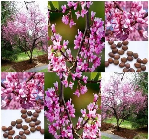 20 semillas de árbol Redbud oriental – Cercis Canadensis muy resistentes al frío Z. 4-9 – Hermosas flores rosadas – por Myseeds.Co