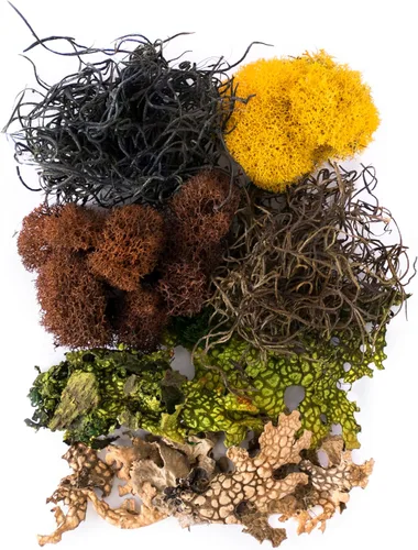 Miniatura 2 de SuperMoss (23302) Mezcla de musgo – Musgo decorativo de alta calidad para manualidades, terrarios, decoración de bodas y mesa, 80.75 pulgadas Vermont