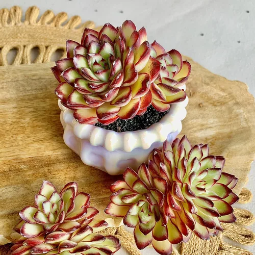 Miniatura 2 de Plantas suculentas viven Echeveria 'llama roja', mini suculentas rojas de 3 pulgadas, raíz desnuda sin maceta, planta suculenta decoración viva