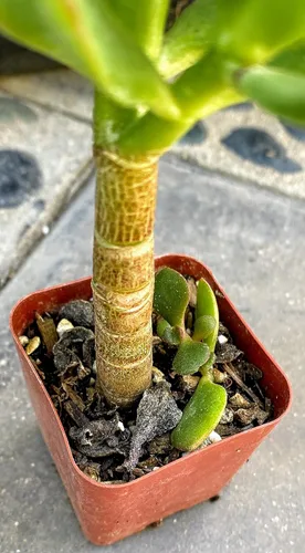 Miniatura 3 de Planta de jade con raíces grandes del sur de California de 4 pulgadas de alto, suculenta cactus viva maceta (Crassula Ovata 'Lucky Money Plant')
