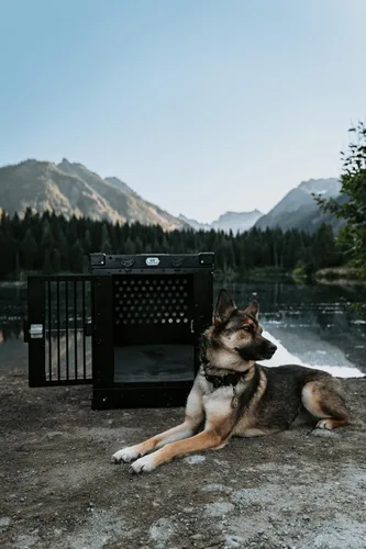Miniatura 3 de K9 Kennel Boss - Jaula para perros de aluminio con recubrimiento en polvo totalmente plegable y resistente, mediana (negro)