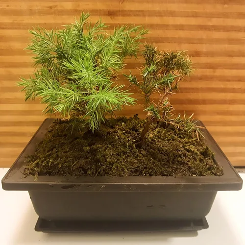 Miniatura 8 de MOUYAT 15 macetas de entrenamiento para bonsái de 8.9 pulgadas, maceta rectangular de plástico grande para plantas, jardín, patio, oficina, balcón