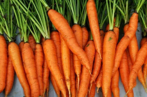 2000 Semillas de zanahoria – Imperator 58 – Daucus Carota – Heirloom – Sin OGM – Semillas siempre frescas – Semillas de siembra para huerto doméstico