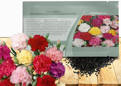 Miniatura 17 de Outsidepride Semillas de clavel magenta – 2000 piezas de semillas de flores perennes, fáciles de cultivar para plantar con flores fragantes, ideales
