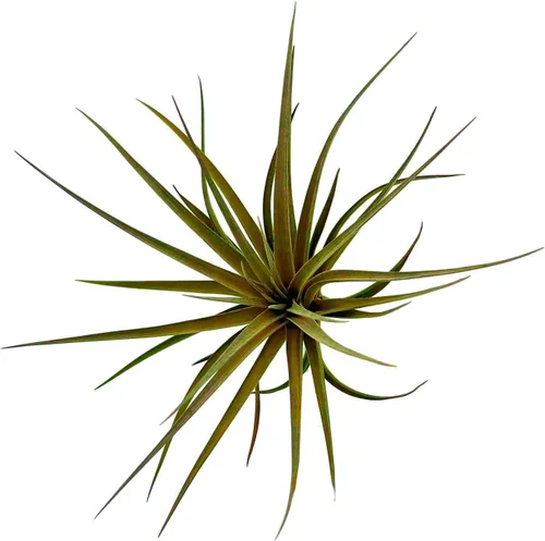Miniatura 45 de ragnaroc Air Plants - Floración Tillandsia Bulbosa Belice, gigante de 7-9 pulgadas, 1 unidad, llegada en vivo garantizada, plantas