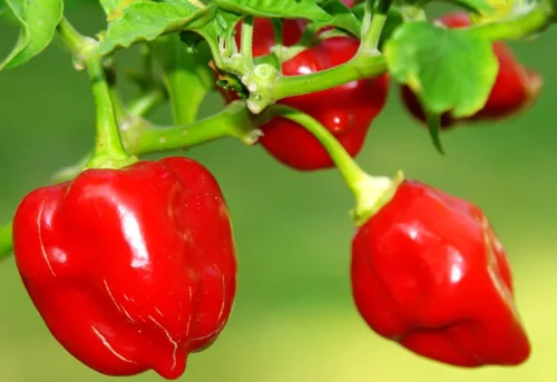 Miniatura 3 de Más de 35 semillas de pimiento picante para plantar habanero fantasma, mezcla de semillas de pimiento fantasma, rojo, naranja, amarillo, semillas