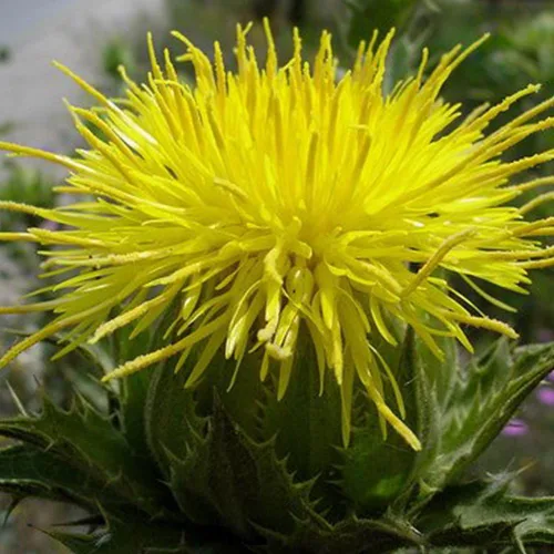 Miniatura 3 de Blessed Holy Thistle Seeds (Cnicus benedictus) Más de 10 semillas de hierbas medicinales raras en cápsulas de semillas congeladas para el jardinero