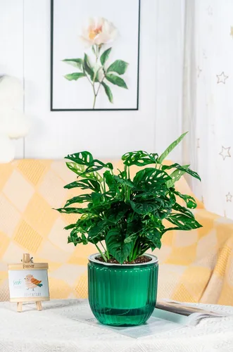 Miniatura 7 de Melphoe 1 paquete de macetas colgantes con riego automático para interiores, 21 cm de macetas colgantes para exteriores, colgador de plantas con 3