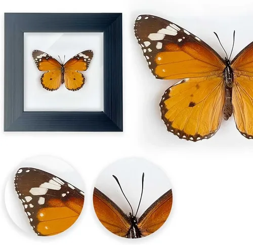 Miniatura 10 de ITrixgan Taxidermia enmarcada de mariposa real, espécimen de mariposa para clase de ciencias para amantes de los insectos, decoración gótica