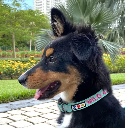 Miniatura 2 de Pawtitas - Collar reflectante para perro - Nombre y número de teléfono personalizados, ajustable para perros pequeños y cachorros - Morado Púrpura