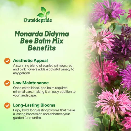 Miniatura 3 de Outsidepride Semillas de mezcla de bálsamo de abeja, 500 piezas perennes, fáciles de cultivar y aptas para polinizadores, semillas de flores Monarda