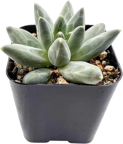Sprout N Green Pachyphytum compactum, 1 planta suculenta viva totalmente enraizada en macetas de 2 pulgadas con mezcla de tierra, planta de casa