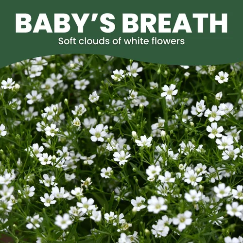 Miniatura 3 de Baby's Breath - 22,000 semillas para plantar - Temporada 2026 - Bolsa de 1 onza