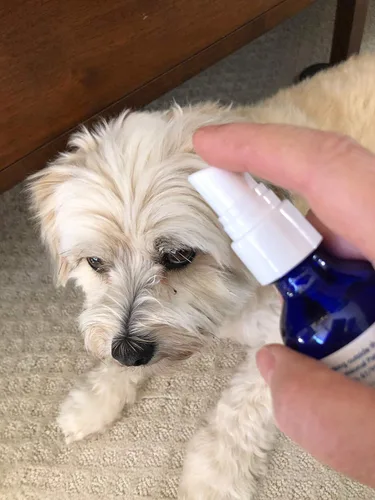 Miniatura 2 de Rejuvenecimiento – Suplemento líquido natural en aerosol – Ayuda a las mascotas mayores o enfermas a recuperar una mayor calidad de vida – Spray