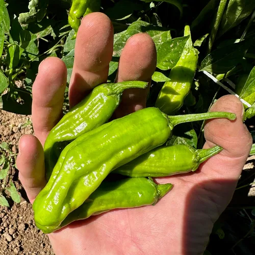 Miniatura 2 de Plant Good Seed Semillas de pimiento Shishito orgánicas, paquete de 30, semillas tradicionales para plantar verduras, suministros de jardinería