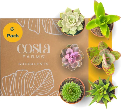 Costa Farms Mini plantas suculentas vivas en macetas de plástico, suculentas de interior fáciles de mantener, plantas de interior para decoración