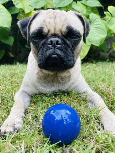 Miniatura 8 de SuperChewer - Pelota de juguete resistente para perros, reemplazo de por vida, goma natural fuerte, gran juguete para buscar perros, juguetes