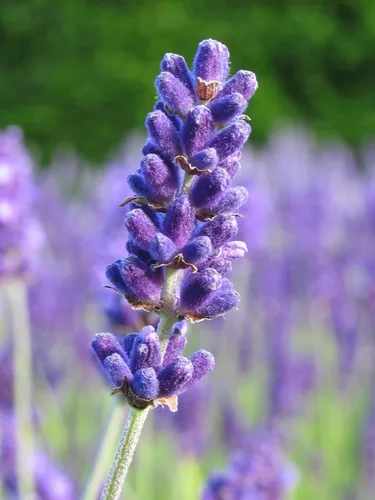 Miniatura 3 de Planta de lavanda inglesa Hierbas no transgénicas para plantar