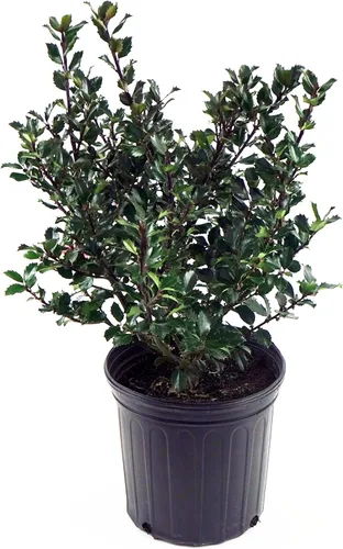 Miniatura 3 de Ilex X meserveae 'Blue Prince' (Blue Holly) Perenne, #3 - Tamaño Contenedor